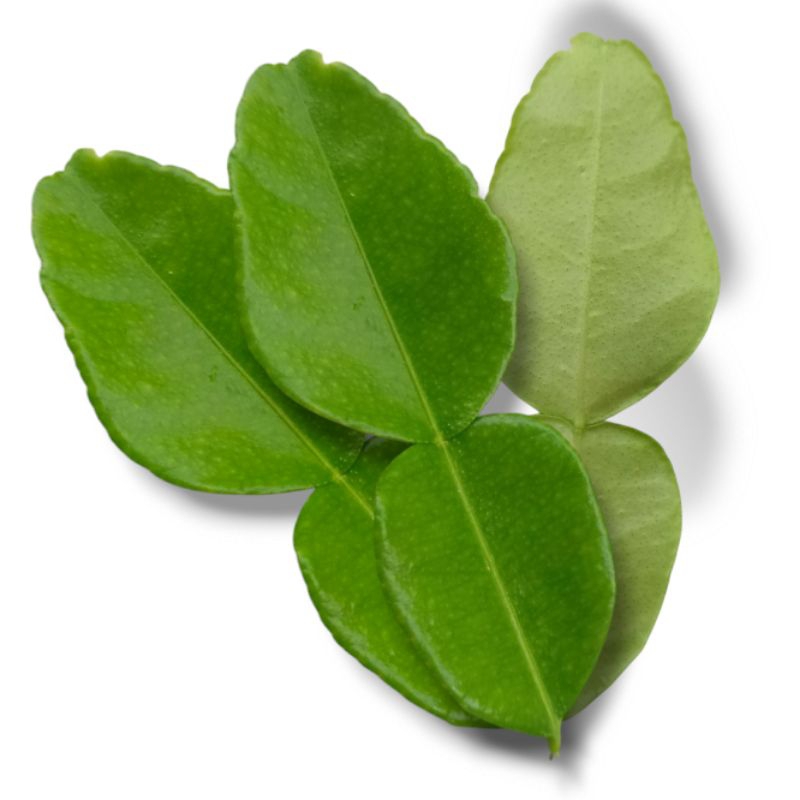 

Daun Jeruk Purut Segar 500 Gram
