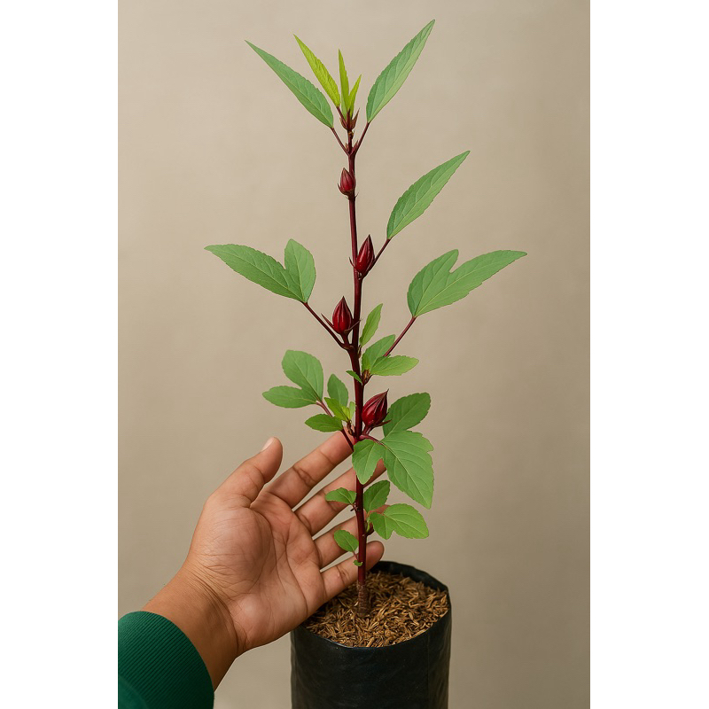 Rosela, Bibit Tanaman Rosela Sudah Berbunga
