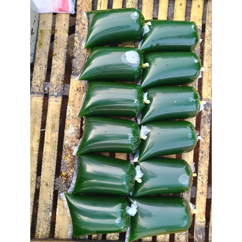

cincau hijau kemasan plastik 1kilo