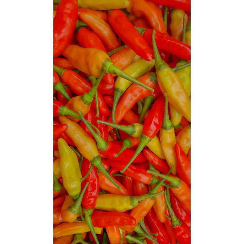 

CABE RAWIT MERAH FRESH 1 KG