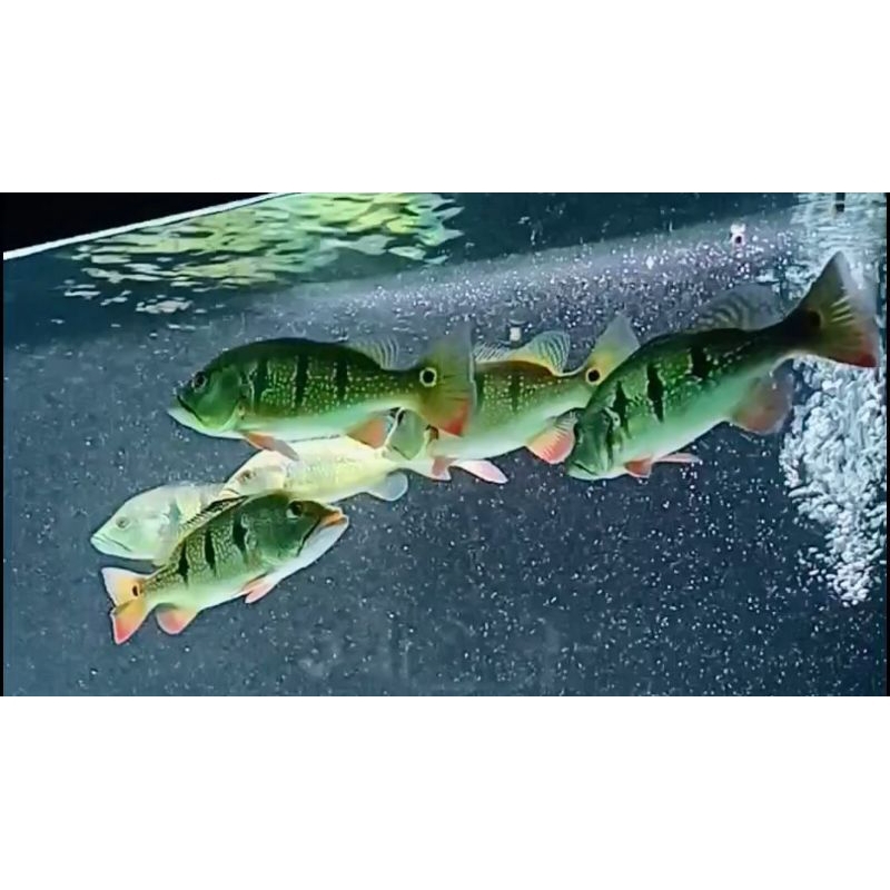 Pbass orinoco good marking full pellet