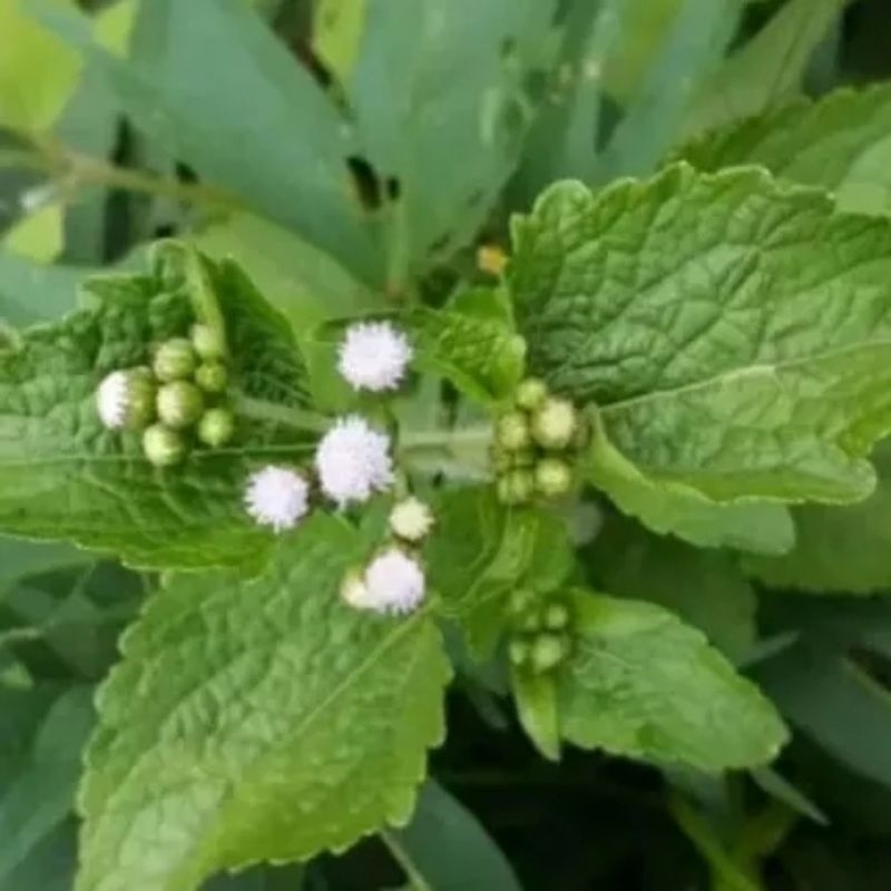 

Daun Babadotan Segar 200gram