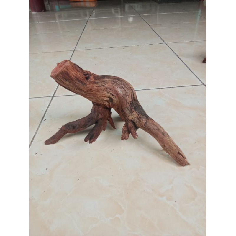 akar bonggol stigi gunung aquascape