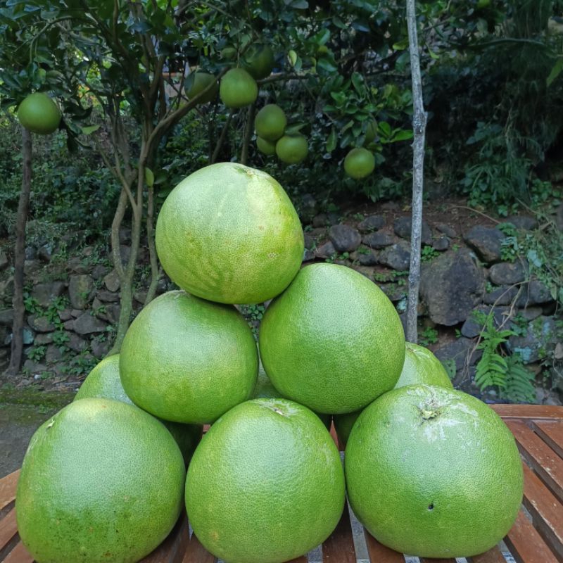

Jeruk pamelo Madu kualitas Premium berat 2kg Grade A