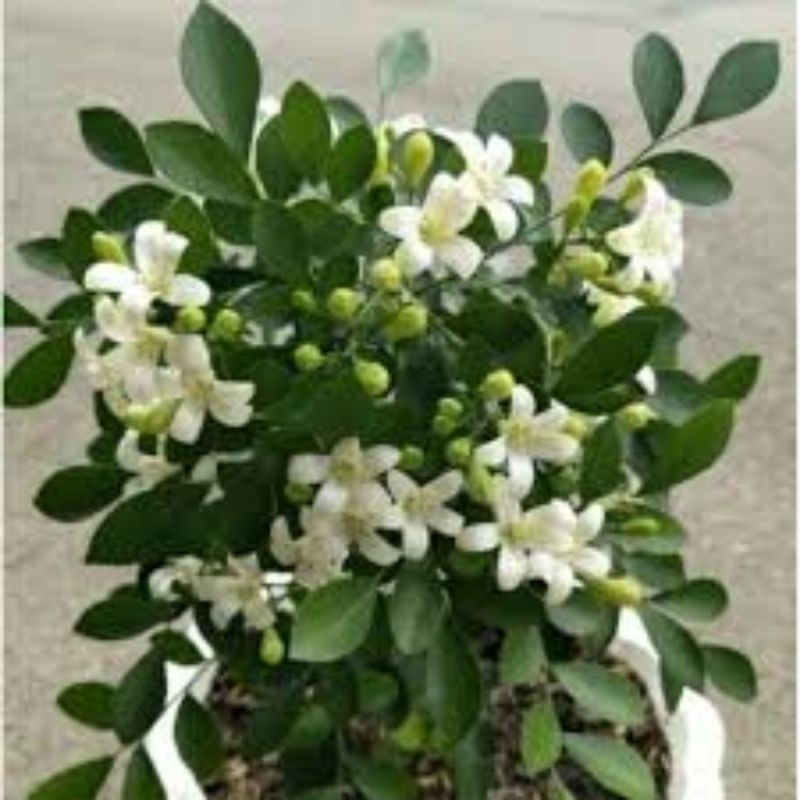 kemuning wangi mikro bahan bonsai tanaman hias hidup indoor + dengan pot nya Semarang Jawa Tengah ja