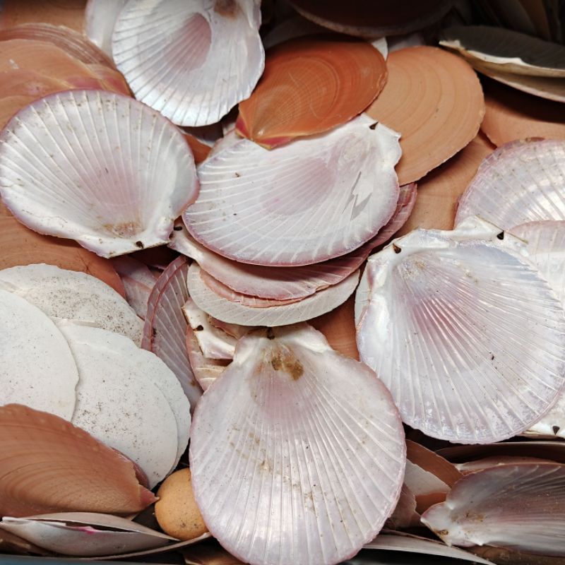 Kerang kipas - cangkang kerang - kerang kerajinan - kerang sisik - ecer kerang kipas