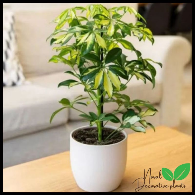 Promo COD Tanaman hias wali songo variegata - wali songo cantik