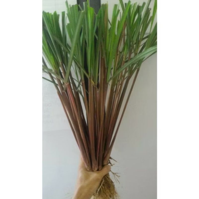 

SEREH WANGI SEGAR 1KG BISA BIBIT SERAI MERAH LANANG HERBAL BERKHASIAT