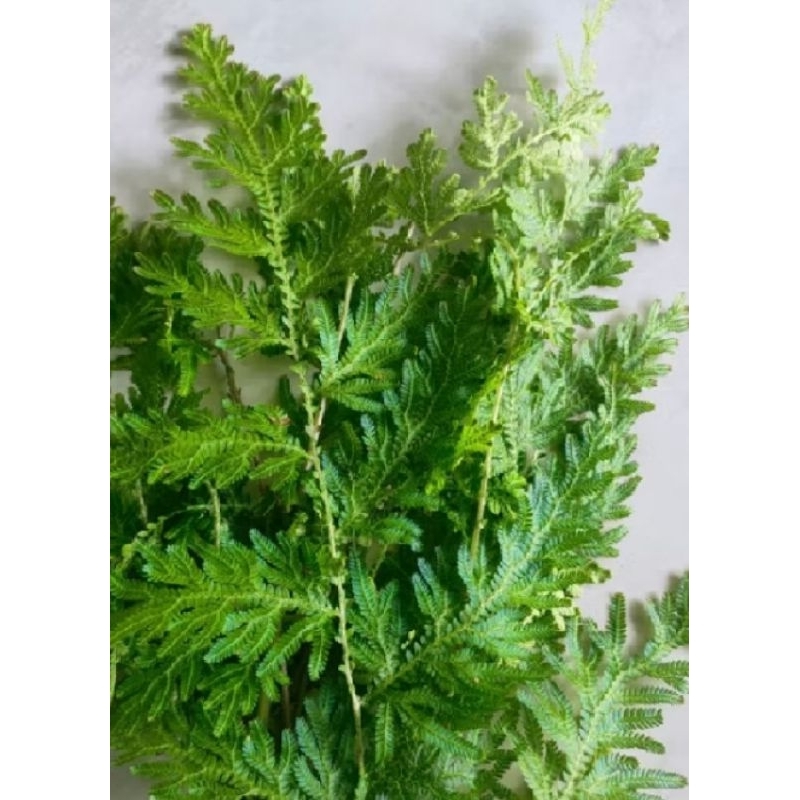 

DAUN CEKER AYAM 500 GRAM OBAT HERBAL MURAH