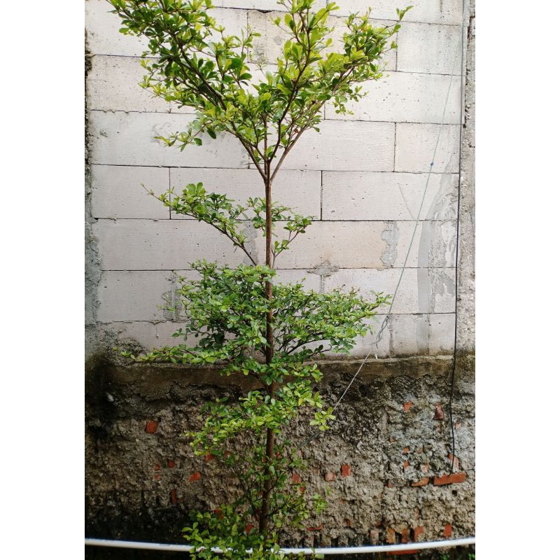 Pohon hias Ketapang kencana tinggi 2meter