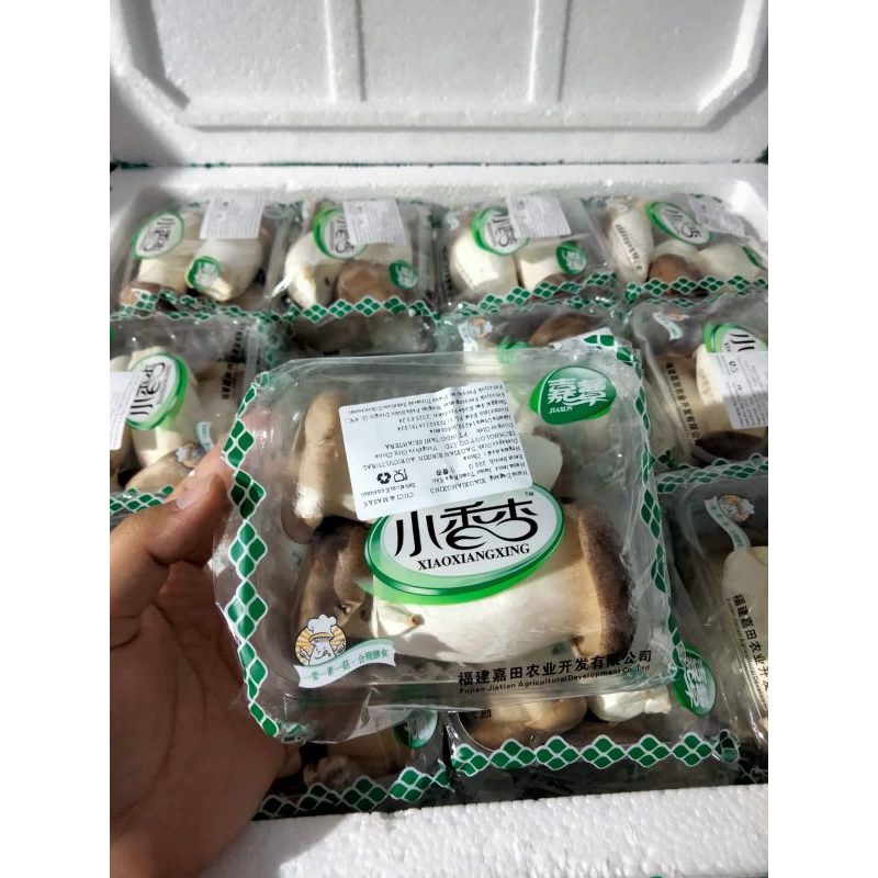 

KING MINI OYSTER (BOX)