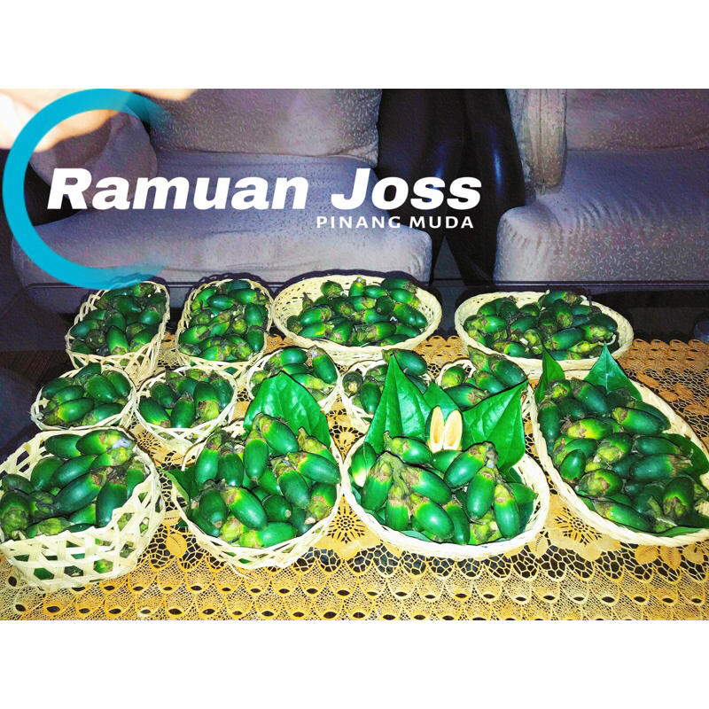 

Jambe ngora pinang muda ramuan jos pinang muda ramuan jamu pria