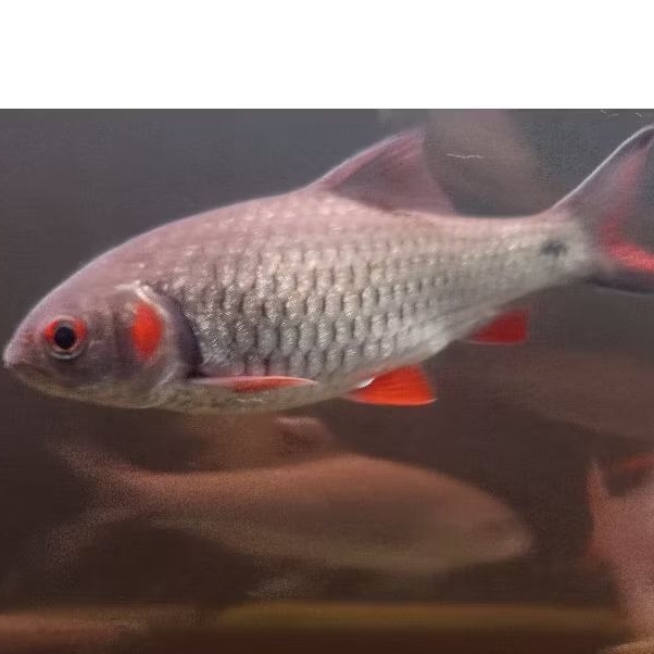 Hiasan ikan 9-11cm Derbang / wader pipi merah / merah ganting / tankmate mahseer / ikan arusderas