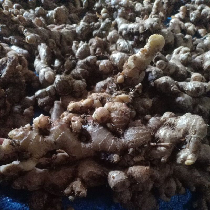 

Promo Jahe emprit 500gr( belum cuci)lebih fresh