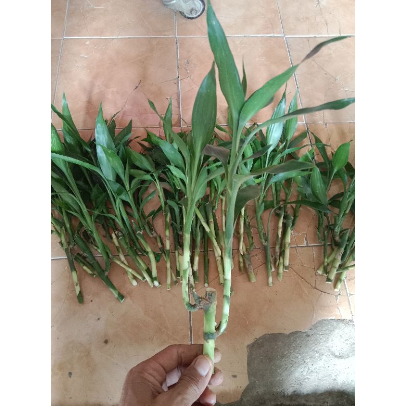 Tanaman sri rejeki, tanaman hoki, tanaman hias sri rejeki