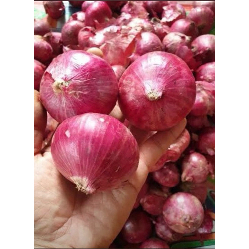 

Bawang Merah India Peking 0,5 1 kg Brambang 500 1000 gram