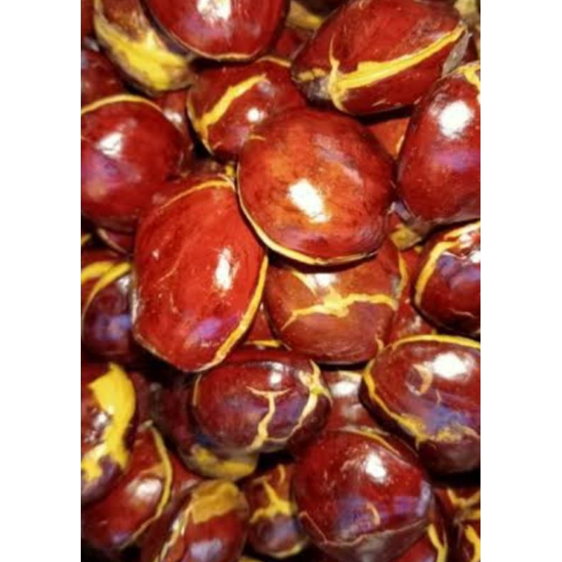 

jengkol tua besar pulen segar fress 1kg