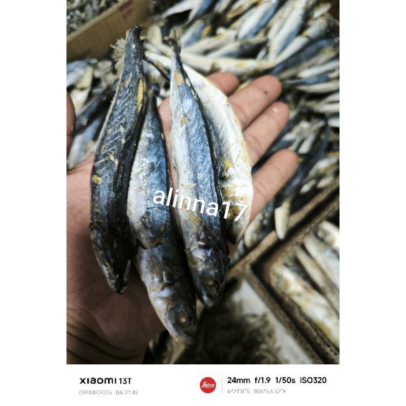 

ikan asin cue layang Deles berkualitas100%