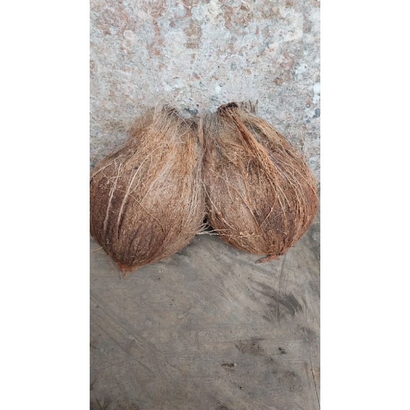 

Kelapa segar / kelapa siap parut / kelapa super
