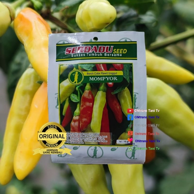benih cabe rawit unggul MOMPYOR 10gr