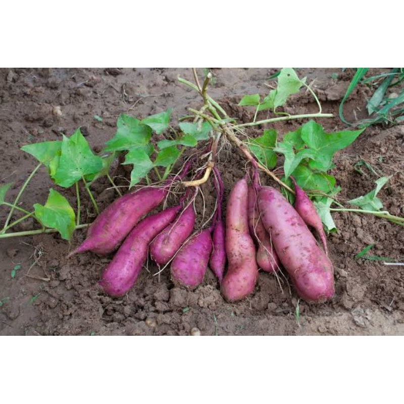 

ketela lokal olahan petani