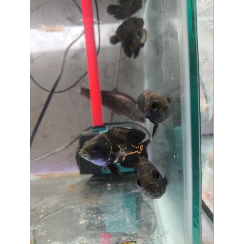 ikan oscar tiger/batik size 10-13cm