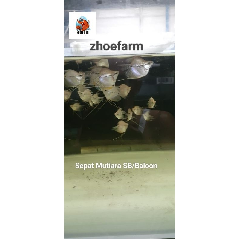Ikan Hias import Aquascape Sepat Mutiara SB/Baloon