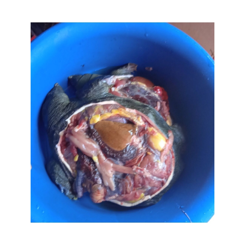 

daging bulus segar dan bulus hidup
