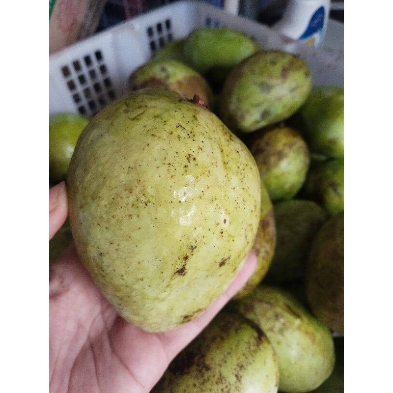 

MANGGA MUDA MENGKEL 1KG, KRIUK, UNTUK RUJAKAN