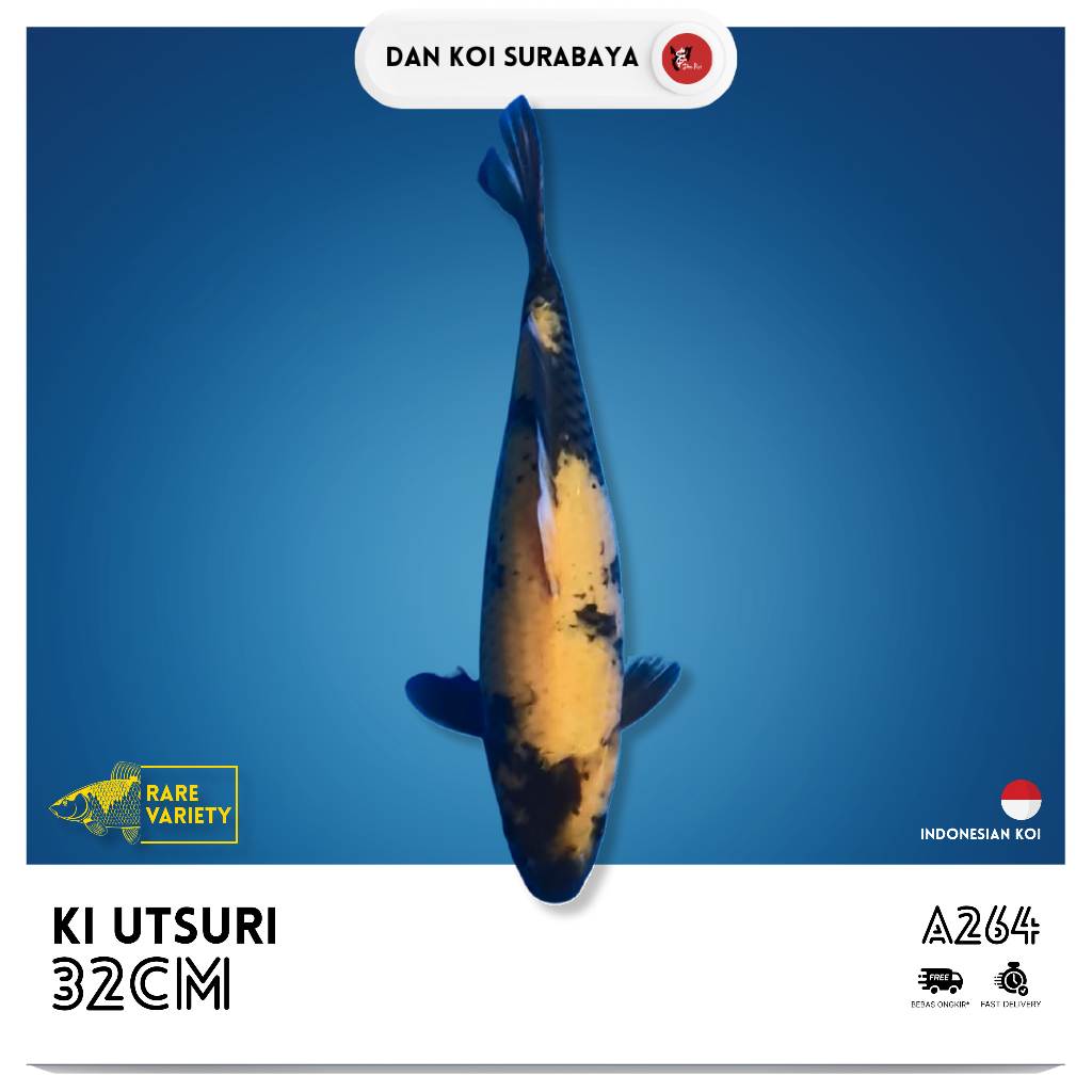 *RARE VARIETY* Ikan Koi Ki Utsuri Kode A264