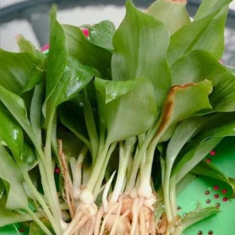

Ready Daun Kencur Fresh Segar 250gr