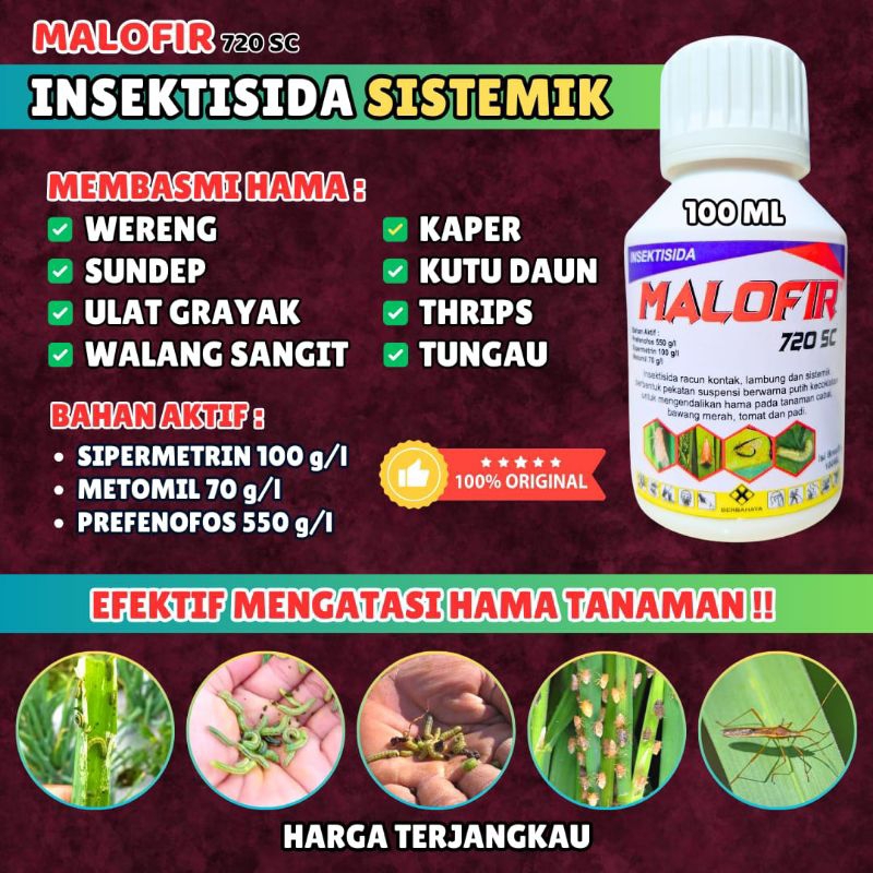 SOLUSI PETANI MENGATASI HAMA SUNDEP,ULAT GRAYAK,THRIPS,WERENG,INSEKTISIDA SISTEMIK, MALOFIR 100 ML