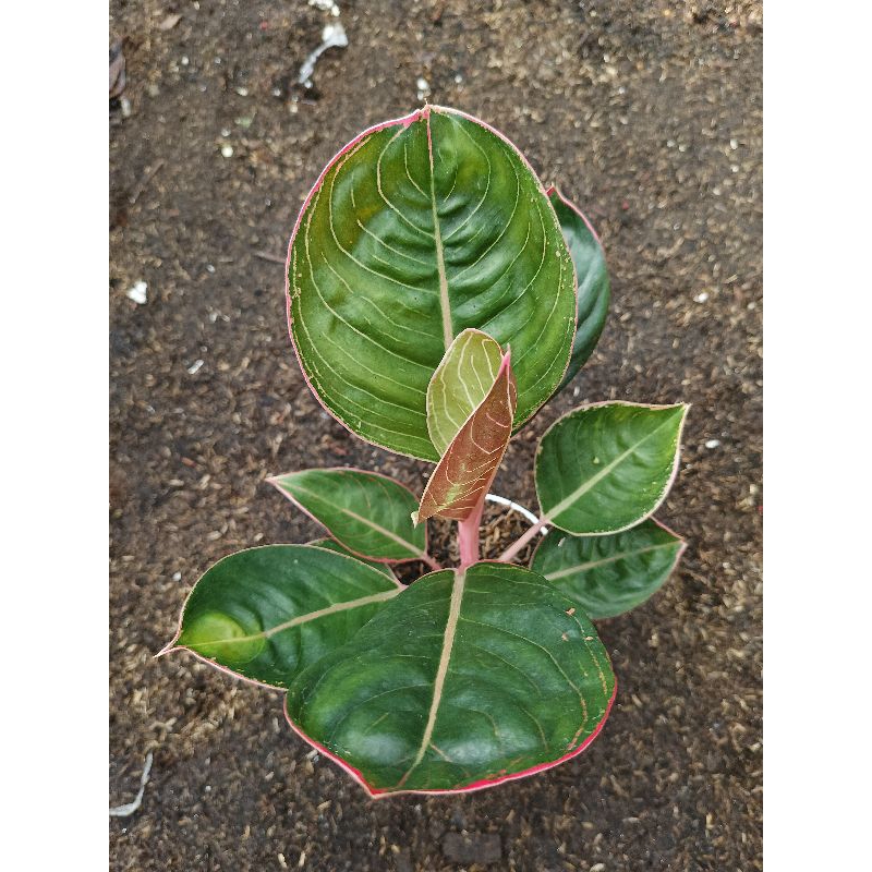 aglonema lipstik cobra daun bulat