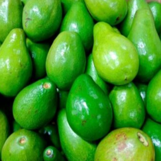 

ALPUKAT MENTEGA LAMPUNG CREAMY