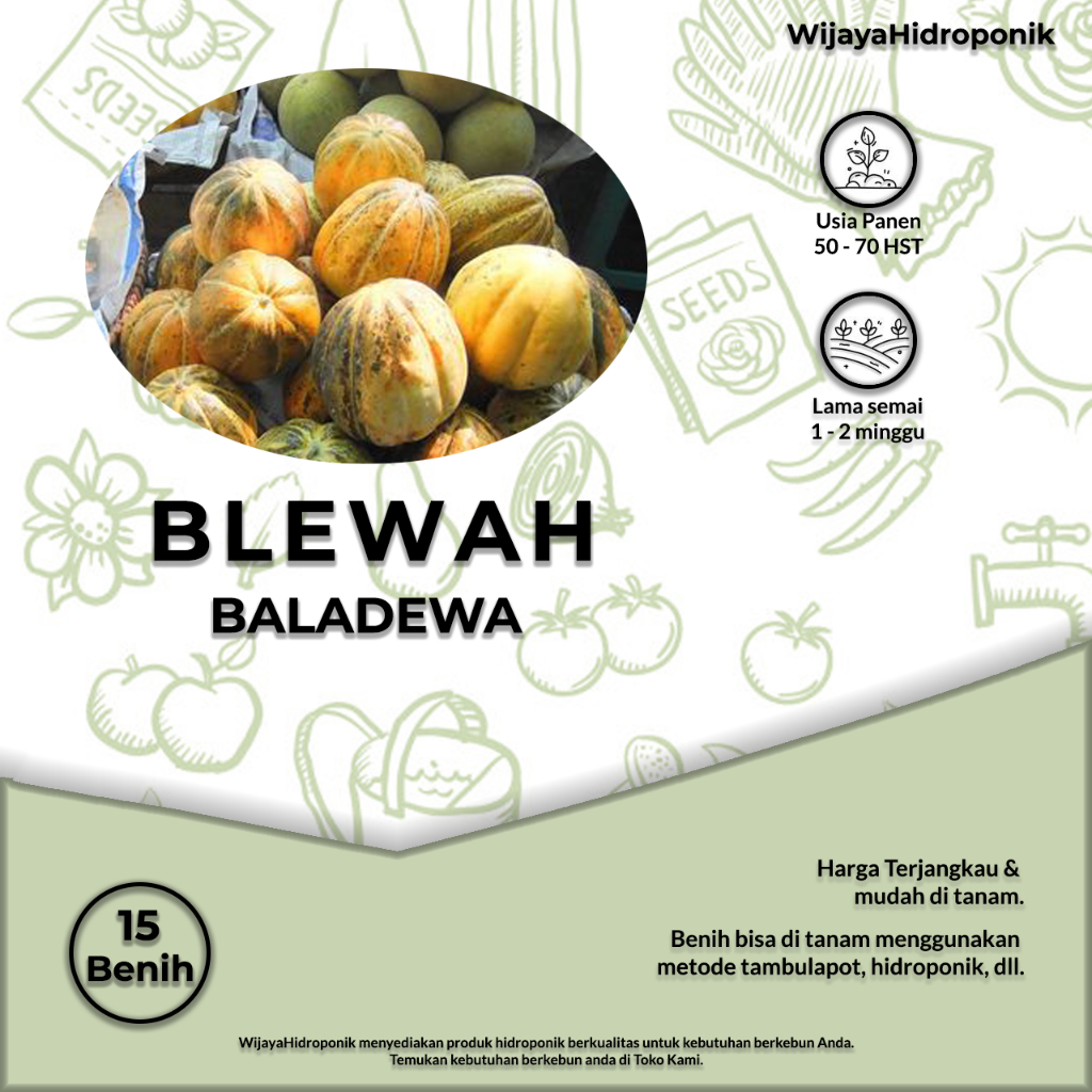 Benih Blewah Baladewa - 15 Benih
