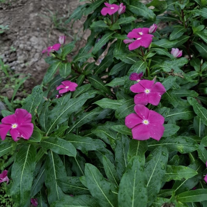 Plant/tanaman-bunga(bukan biji) VINCA Periwinkle(Tapak dara) UNGU IMPORT rimbun