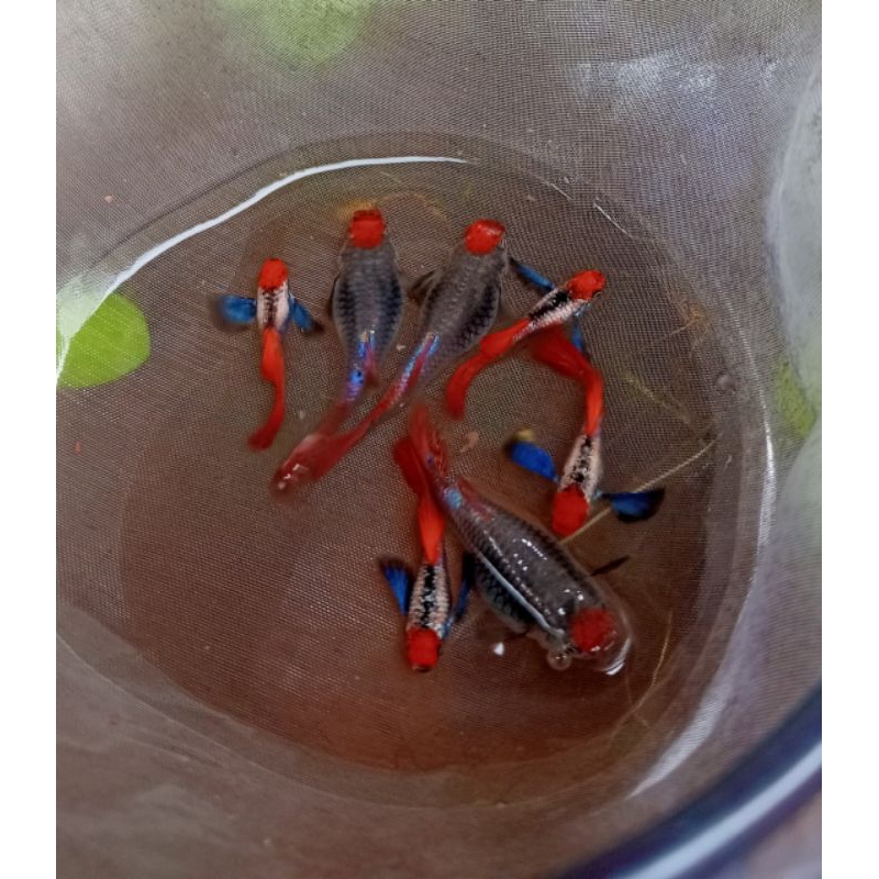 HIASAN AQUARIUM PRTDE KOI TOP GRADE PERPASANG