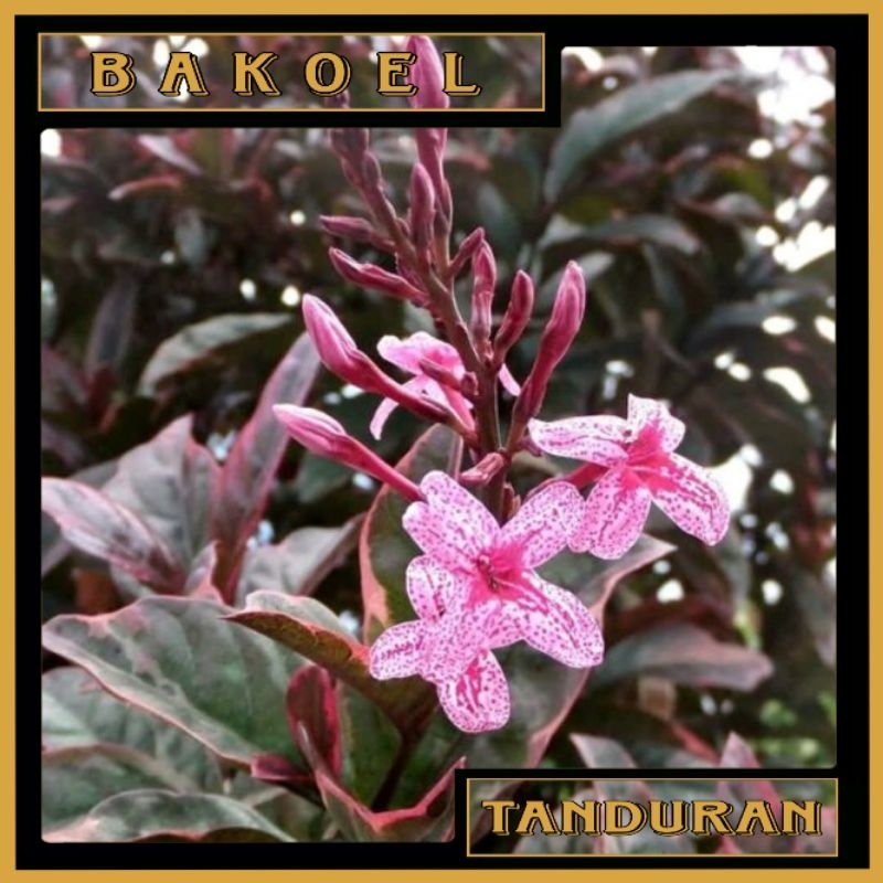 Tanaman Hias Melati Jepang Merah | Melati Gambir