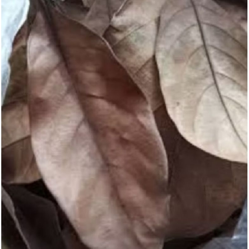 

DAUN NANGKA KERING 100 LEMBAR OBAT HERBAL