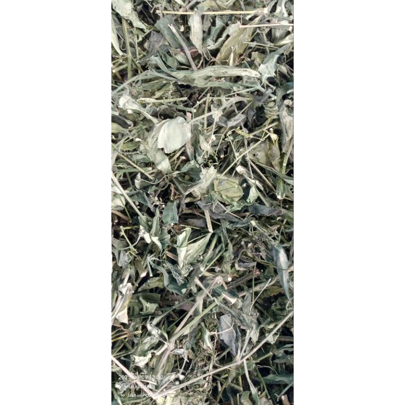 

Daun sambiloto kering secara alami 100gr