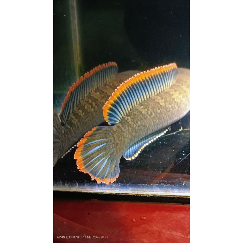 HIASAN AQUARIUM CHANA LIMBATA LERENG LAWU PAIR ALAM/ SEPASANG