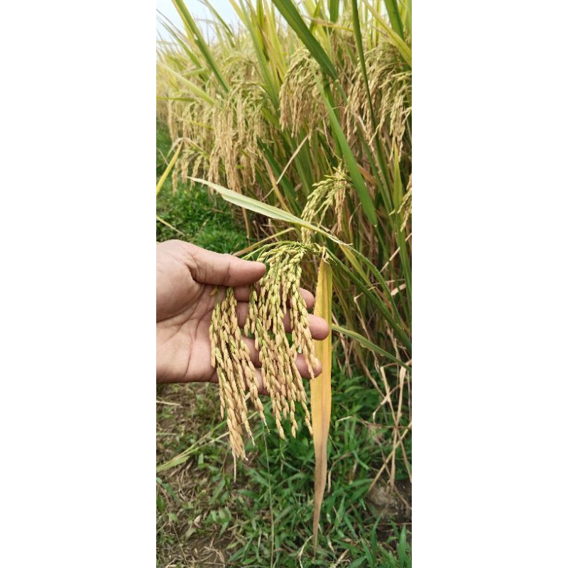 Benih padi zizania kemasan 5kg