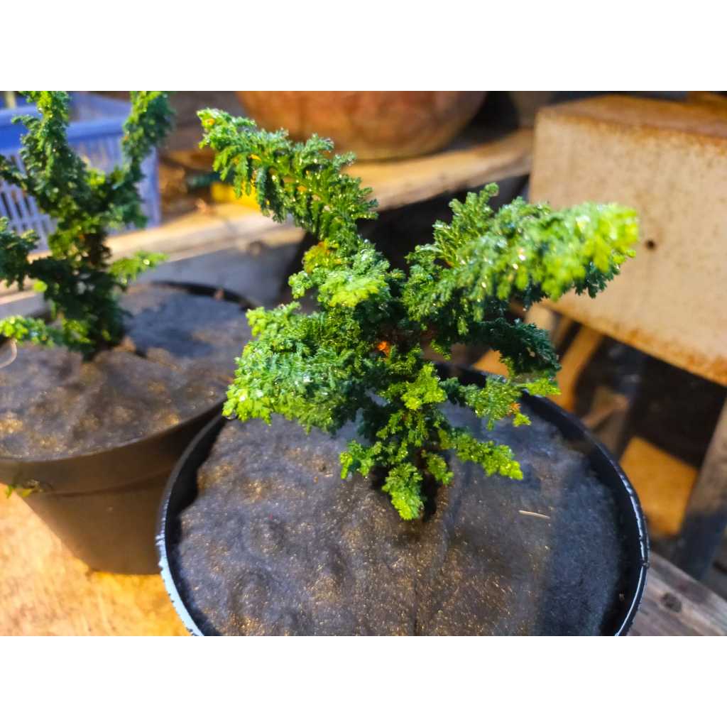 Bonsai Bahan Cemara Sekka Hinoki Asli Dari Jepang