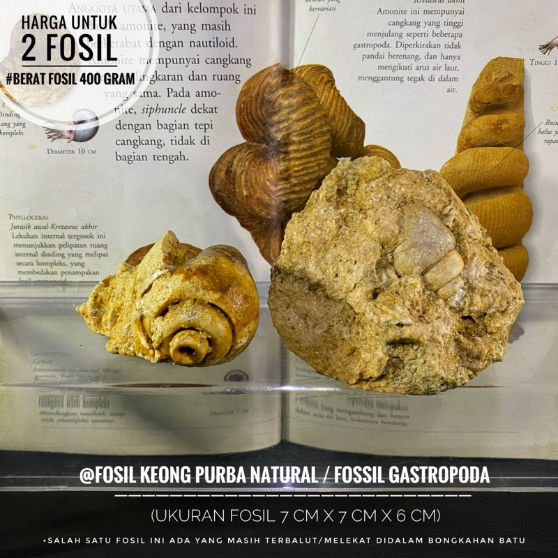 Fosil Keong Purba Natural B88 atau Fosil Kerang atau Fossil Gastropoda atau Fossil Snail atau Fosil 