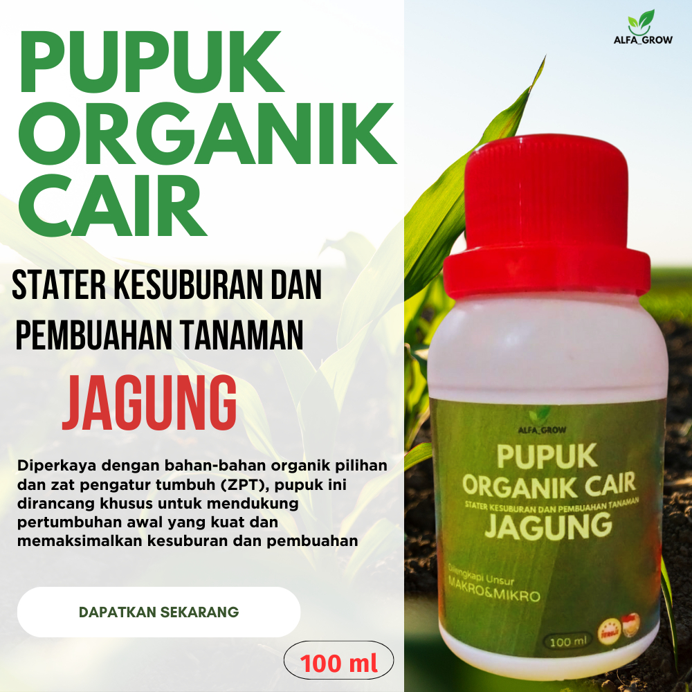 pupuk cair untuk tanaman jagung pupuk jagung  masa pertumbuhan