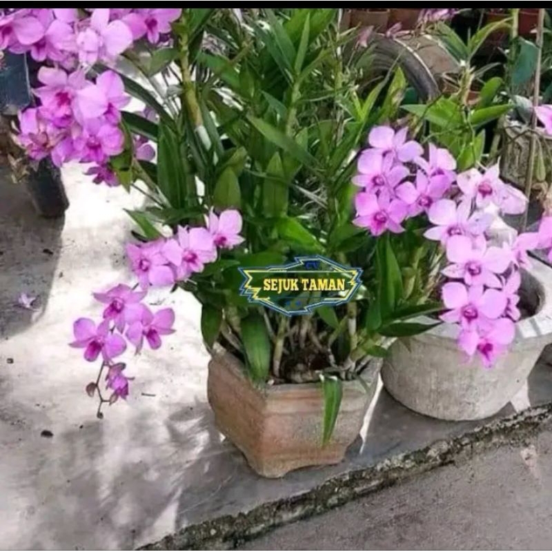 anggrek dendrobium dewasa larat bunga