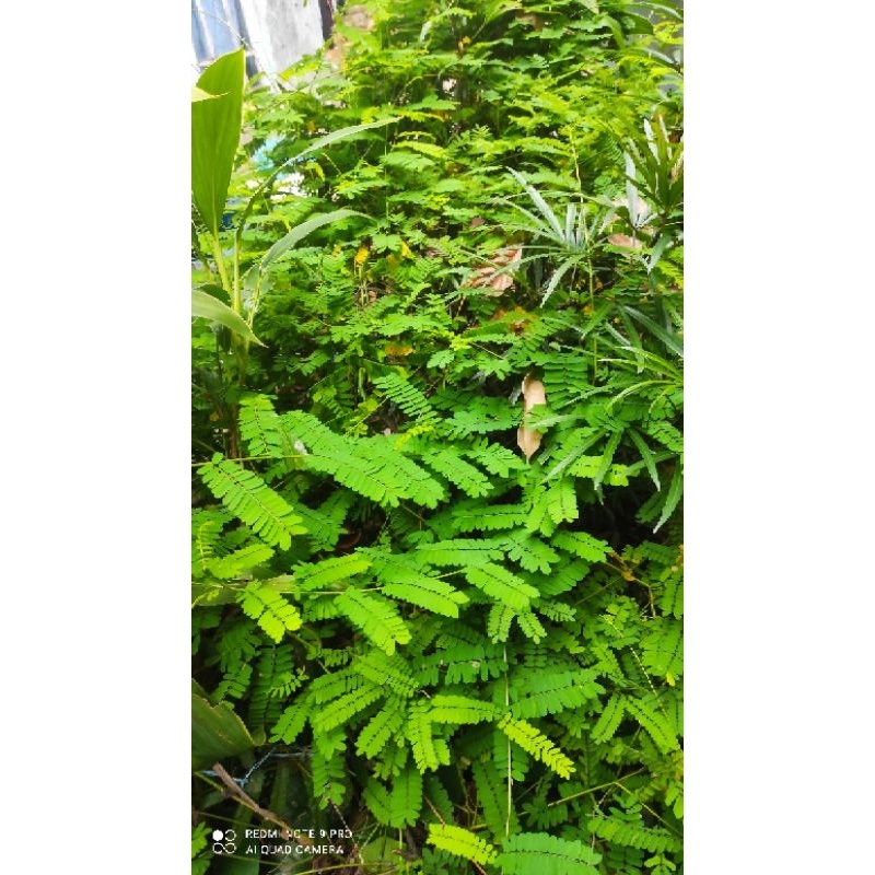 

Daun saga segar petik/obat panas dalam/batuk