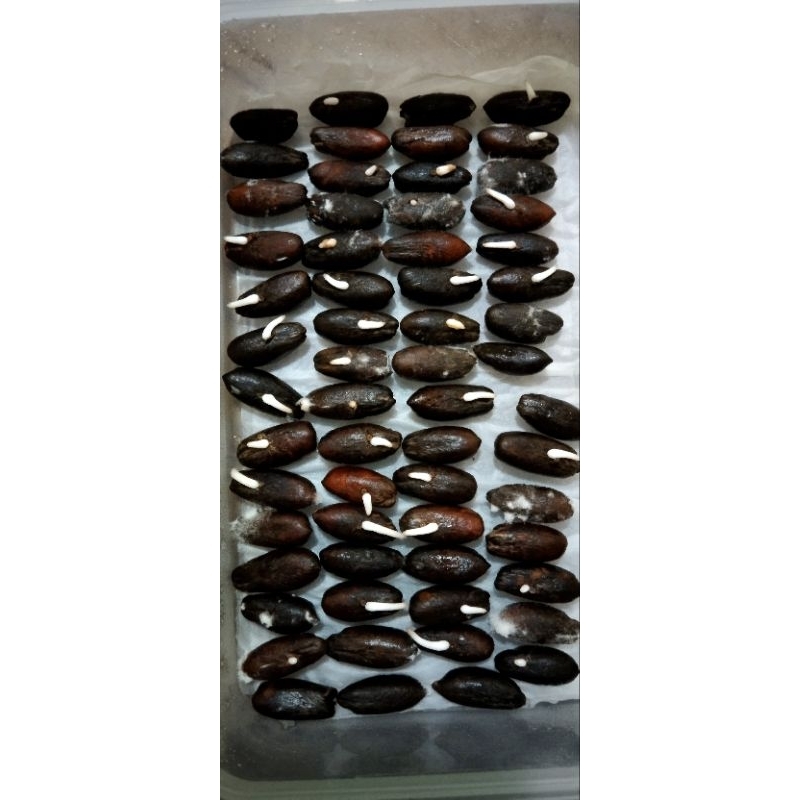 

Biji Kurma Tropis Indonesia Unggul