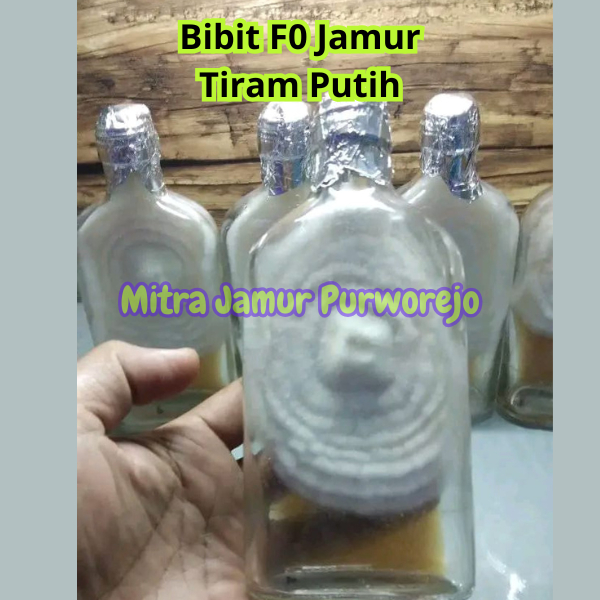 Bibit F0 Jamur Tiram Putih Super Murah