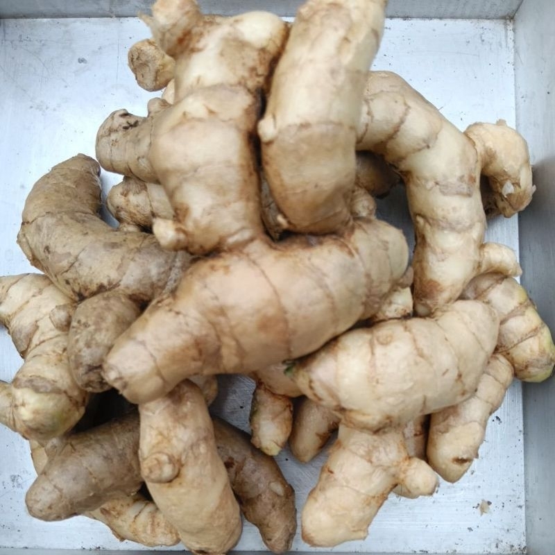 

KUNYIT PUTIH ASLI DAN FRES . TEMU PUTIH ASLI. 1000 GRAM